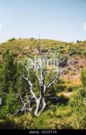Trockener Baum in der Mitte des Feldes gegen Blau Himmel Stockfoto