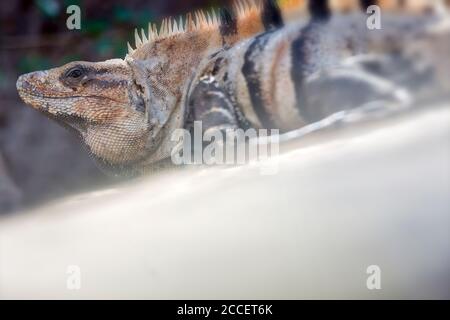 Leguan (squamate Reptil) Yucatan Mexiko Stockfoto