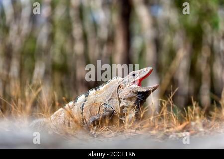 Leguan (squamate Reptil) Yucatan Mexiko Stockfoto