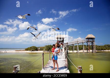 Holzponton dient als ein Vögel-Observatorium, Mexiko, Cancun, Insel Holbox Stockfoto