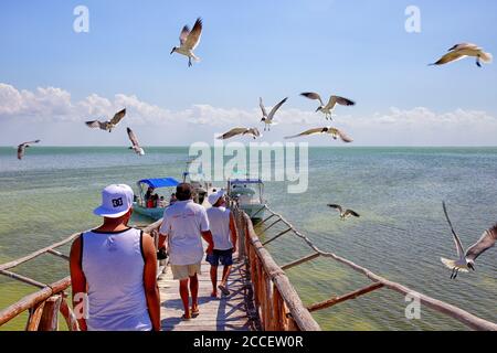 Holzponton dient als ein Vögel-Observatorium, Mexiko, Cancun, Insel Holbox Stockfoto