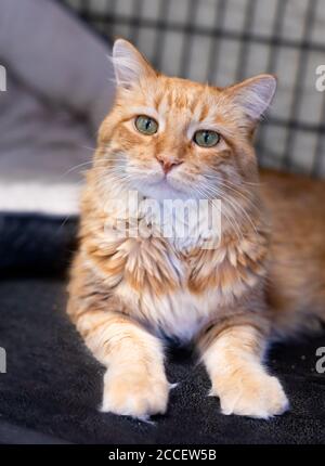 Ginger Tabby Katze mit grünen Augen Blick auf die Kamera Stockfoto