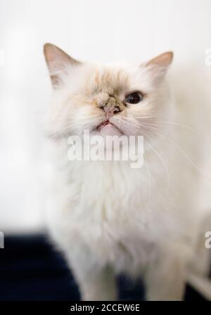 Eine gefärbte Katze erholte sich von der Cleft Gaumenkorrektur Stockfoto
