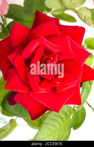 Eine Nahaufnahme einer einzelnen roten Rose mit samtigen Blütenblättern in voller Blüte, umgeben von grünen Blättern. Stockfoto