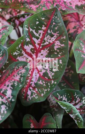 Leuchtend grüne und rosa Caladium-Blätter Stockfoto