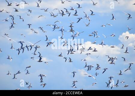 Blakeney Point berühmt für die Zucht Seeschwalben, die nach Afrika migrieren Sandwich-Seeschwalbe ist weiß mit schwarzem Wappen auf dem Kopf Gelbe Spitze zu seinem feinen Ebenholz Bill Stockfoto