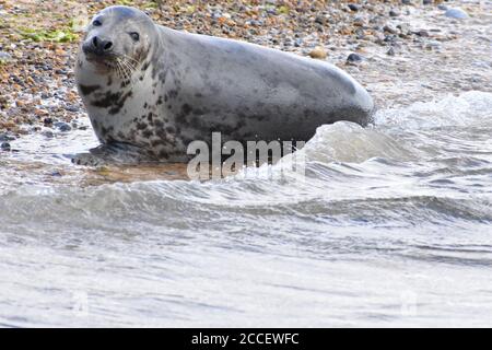 Gemeine Robben haben braune bis schwarze Bräune oder grau gefleckte Pelze kurze Flossen großen Kopf. Geselliges Tier, das sich, wenn es nicht gefüttert wird, aus dem Wasser schleppt Stockfoto