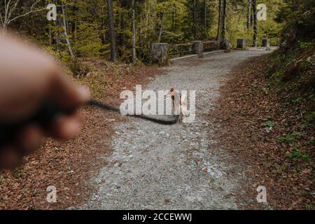 Europa, Deutschland, Bayern, Bayrische Alpen, Sudelfeld, Tatzelwurm, Brannenburg, Bayrischzell, Hund an der Leine, Shiba Inu Dog, Stockfoto