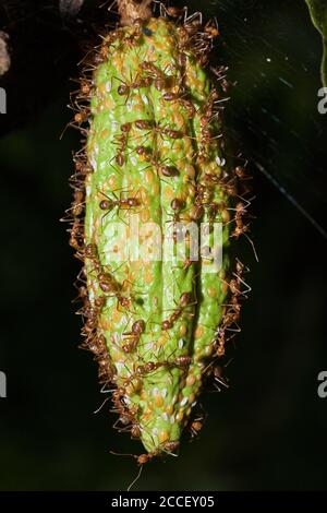 Ameisen auf Kakaobohnen, Formicidae, viele, Kimbe Bay, Neubritanien, Papua-Neuguinea Stockfoto