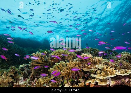 Pacific Anthias over Coral Reef, Pseudanthias cheirospilos, Kimbe Bay, New Britain, Papua New Guinea Stockfoto