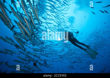 Schwarm von Blackfin Barracuda, Sphyraena qenie, Kimbe Bay, New Britain, Papua Neuguinea Stockfoto