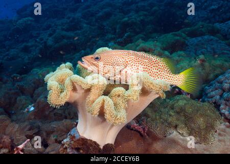 Männliche Lila Anthias, pseudanthias Tuka, Kimbe Bay, New Britain, Papua Neuguinea Stockfoto