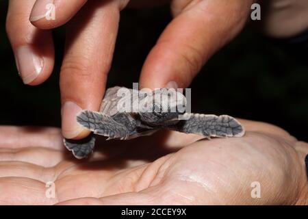 Meeresschildkröten-Schutzprogramm, Eretmochelys imbricata, New Ireland, Papua-Neuguinea Stockfoto