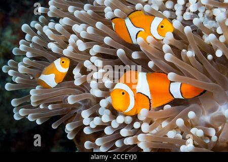 Weichkorallpolypen, Anthelia sp., New Ireland, Papua-Neuguinea Stockfoto