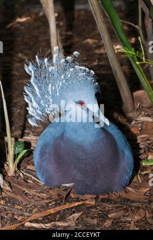 Seelöher in Coralle Reef, Comanthina schlgeli, New Ireland, Papua-Neuguinea Stockfoto