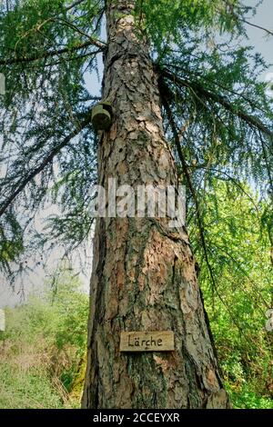 Lärche, Kastel-Staadt, Rheinland-Pfalz, Deutschland Stockfoto