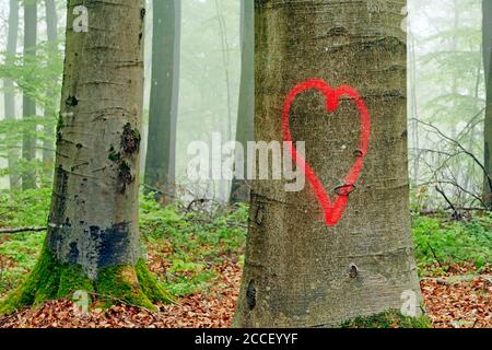 Gemaltes Herz auf Buchenstamm, Kastel-Staadt, Rheinland-Pfalz, Deutschland Stockfoto