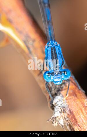 Männliche lebhafte Tänzerin (Argia vivida) Damselfliege Stockfoto