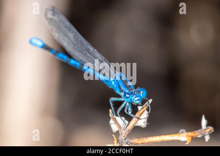 Männliche lebhafte Tänzerin (Argia vivida) Damselfliege Stockfoto