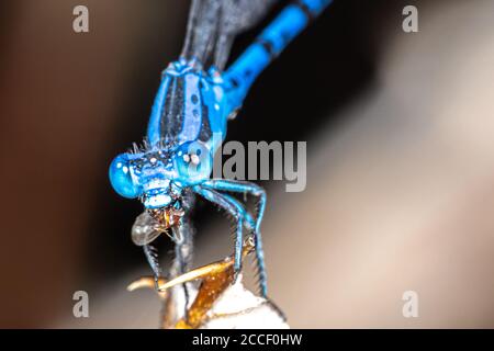 Männliche lebhafte Tänzerin (Argia vivida) Damselfliege Stockfoto