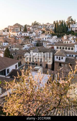 Granada (Spanien), Mirador de la Churra, Blick auf den Stadtteil Albaicin, Baumblüte Stockfoto