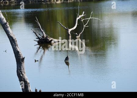 Blaureiher auf der Jagd nach Fischen Stockfoto