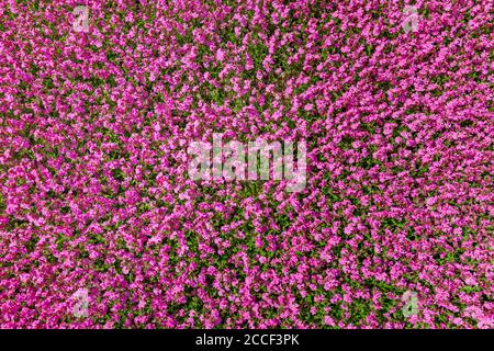 Rosa Nelken, Hintergrund, Muster Stockfoto