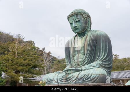 Kanagawa, Japan - der große Buddha am Kotokuin Tempel in Kamakura, Kanagawa, Japan. Der Tempel wurde als nationaler Schatz Japans bezeichnet. Stockfoto