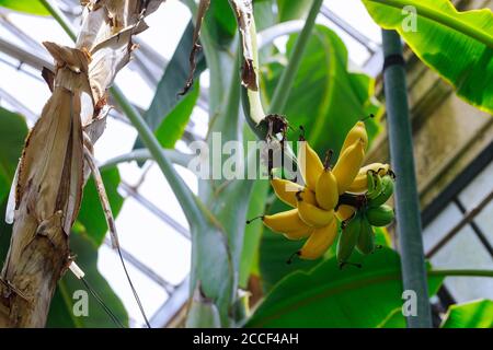 Reife gelbe Bananenbündel auf dem Baum. Exotische Früchte. Stockfoto