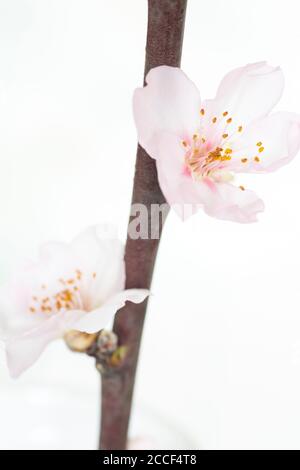 Kirschblüte Zweig Stockfoto