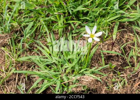 Zephyranthes candida, Stadt Isehara, Präfektur Kanagawa, Japan Stockfoto