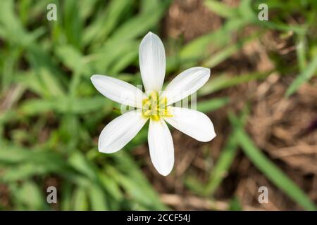 Zephyranthes candida, Stadt Isehara, Präfektur Kanagawa, Japan Stockfoto