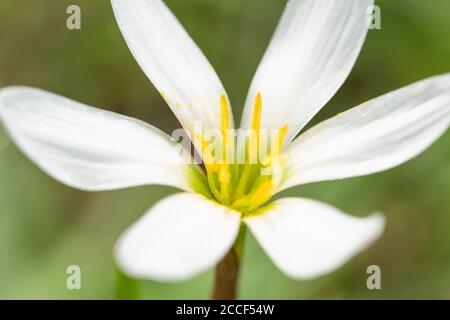 Zephyranthes candida, Stadt Isehara, Präfektur Kanagawa, Japan Stockfoto