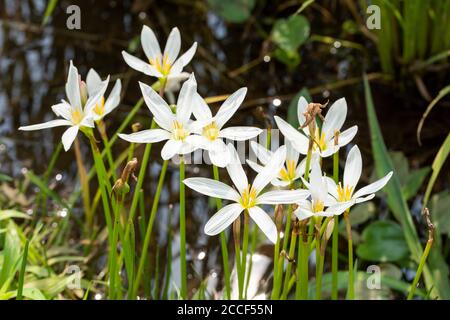 Zephyranthes candida, Stadt Isehara, Präfektur Kanagawa, Japan Stockfoto