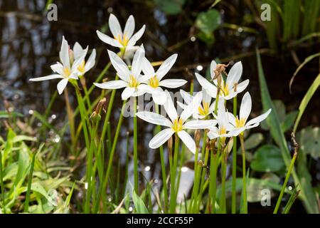 Zephyranthes candida, Stadt Isehara, Präfektur Kanagawa, Japan Stockfoto