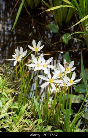 Zephyranthes candida, Stadt Isehara, Präfektur Kanagawa, Japan Stockfoto