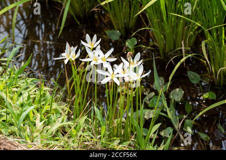 Zephyranthes candida, Stadt Isehara, Präfektur Kanagawa, Japan Stockfoto