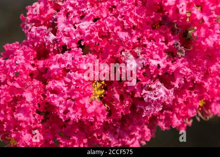 Crape Myrtle (Lagerstroemia indica), Stadt Isehara, Präfektur Kanagawa, Japan Stockfoto