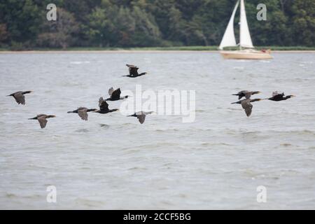 Fliegende Kormorane über dem Habenden, Rügen, Deutschland Stockfoto