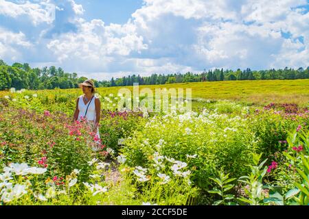 Eine junge Frau in einem Feld von Sommerblumen auf Ein schöner Tag in Vermont Stockfoto
