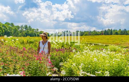 Eine junge Frau in einem Feld von Sommerblumen auf Ein schöner Tag in Vermont Stockfoto