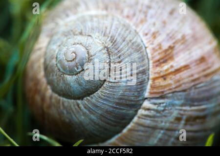 Makroaufnahme einer Schneckenschale Stockfoto