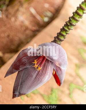 Bananenblüte, Kuba, Varadero, Bananenfamilie Musaceae, Musa x paradiesiaca Stockfoto