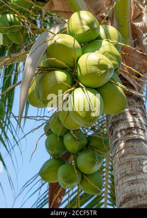 Kuba, Varadero, Kokosnuss im Baum, Grün, Sonnenlicht, Cocos nucifera Stockfoto