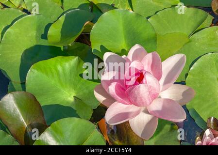 Seerose im Teich mit Blättern, Nymphaeaceae, Süßwasserpflanze Stockfoto