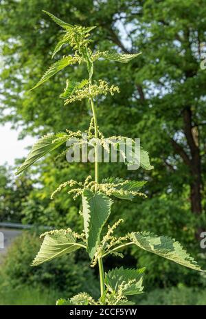 Brennnesselblume, freistehend, große Brennnessel, Urtica dioica Stockfoto