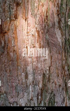 Sequoia, Rinde, Lichteffekt, Riesenmammutbaum, Sequoiadendron giganteum Stockfoto