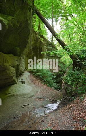 Deutschland, Baden-Württemberg, Überlingen-Hödingen, der Hödinger Tobel ist eine Erosionsschlucht im Gebiet der Überlinger Molasse Stockfoto