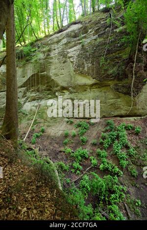 Deutschland, Baden-Württemberg, Überlingen-Hödingen, der Hödinger Tobel ist eine Erosionsschlucht im Gebiet der Überlinger Molasse Stockfoto