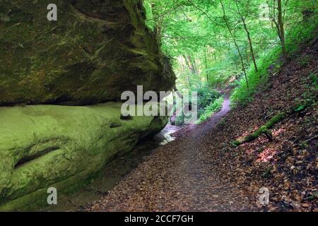 Deutschland, Baden-Württemberg, Überlingen-Hödingen, der Hödinger Tobel ist eine Erosionsschlucht im Gebiet der Überlinger Molasse Stockfoto